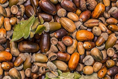 Stack of acorns. natural autumnal background top view