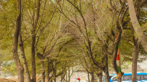 Trees growing in forest