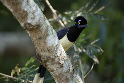 Close-up of bird perching on branch