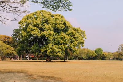 Trees on landscape against sky