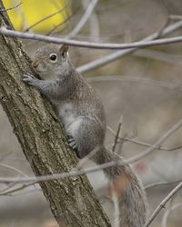 Close-up of bird perching on branch