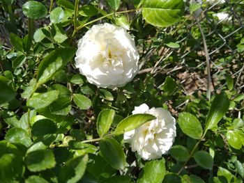 Close-up of white rose flower