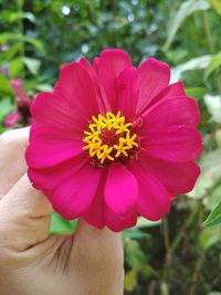 Close-up of hand holding pink flower blooming outdoors