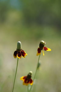 Close-up of flower blooming outdoors