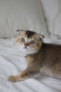 Close-up portrait of  scottish fold kitten