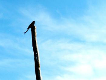 Low angle view of silhouette bird perching on pole against sky