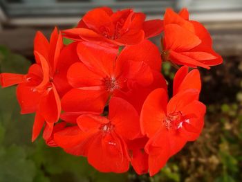 Close-up of red rose