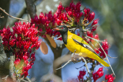 Close-up of bird perching on red flower