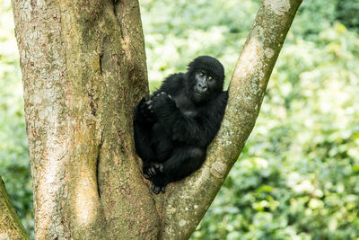 Black cat on tree trunk in forest