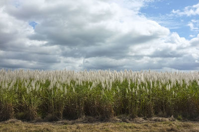 Plants growing on field against sky