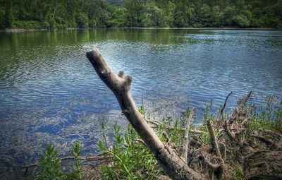 Reflection of trees in water