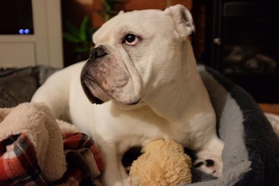 Frankie my bulldog relaxing in his bed