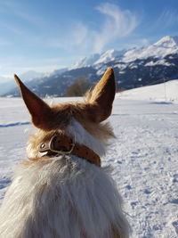 Close-up of a dog on snow covered landscape