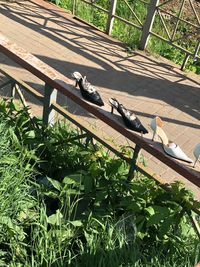 High angle view of bird perching on wood