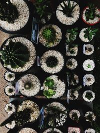 High angle view of potted plants