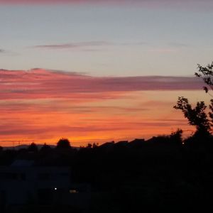 Silhouette of trees at sunset