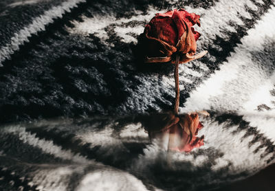 High angle view of red rose on snow