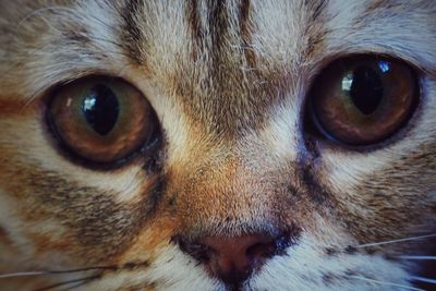 Close-up portrait of dog