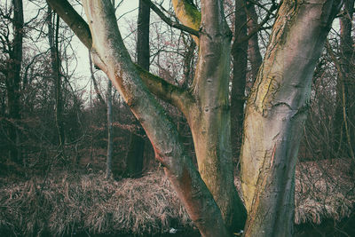 View of trees in forest