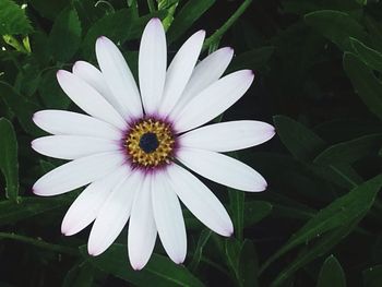 Close-up of pink flower