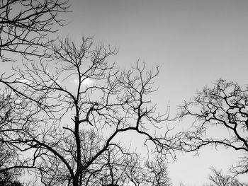 Low angle view of bare tree against clear sky