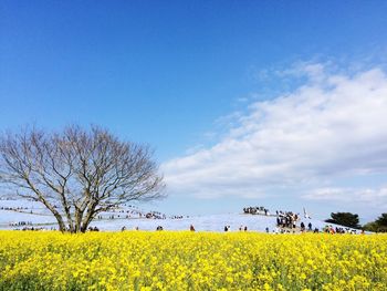 Scenic view of oilseed rape field against blue sky