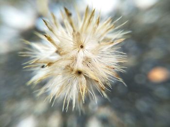 Close-up of dandelion