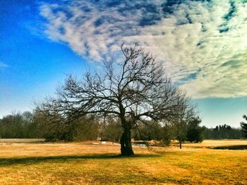 Trees on grassy field