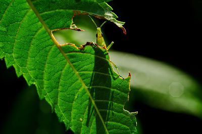 Close-up of insect on leaves