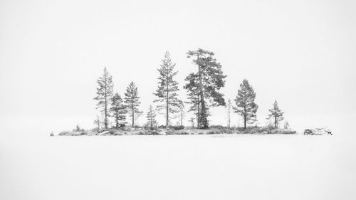 Pine trees on field against clear sky during winter
