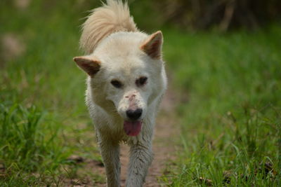 Portrait of dog on field
