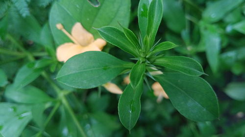 High angle view of plant leaves