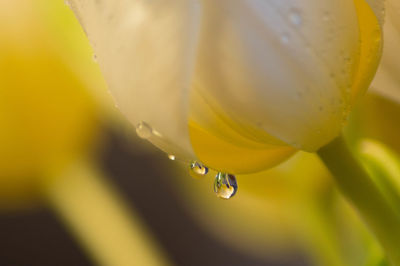 Close-up of water drops on yellow flower