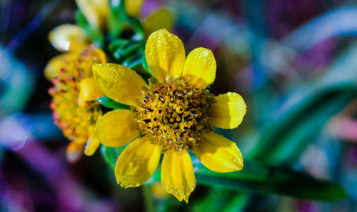 Close-up of yellow flowering plant