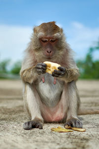 Close-up of monkey sitting outdoors