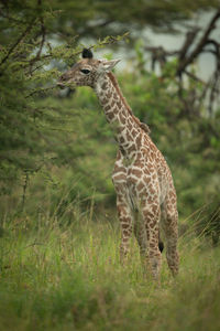 Baby masai giraffe stands eating thornbush leaves
