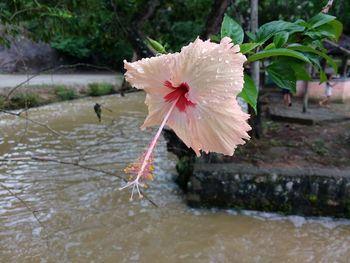 Close-up of fresh red poppy flowers in water