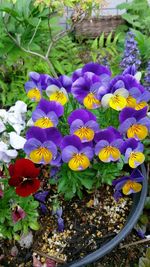 Close-up of purple flowers blooming outdoors