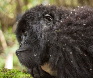 Close-up of gorilla at mgahinga gorilla national park