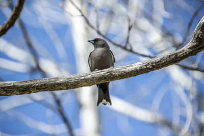 Low angle view of bird perching on branch