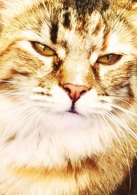 Close-up portrait of cat