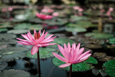 Close-up of pink lotus water lily growing in pond