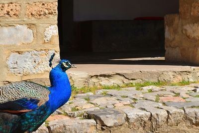 Peacock against wall