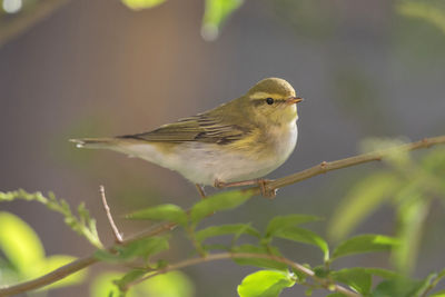 Close-up of bird perching on plant