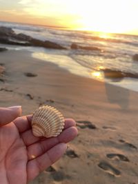 Close-up of seashells