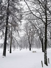 Bare trees on snow covered landscape