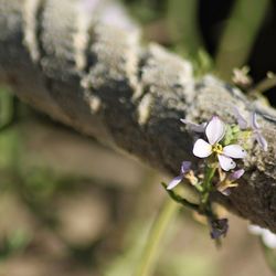 Close-up of white flower blooming on tree