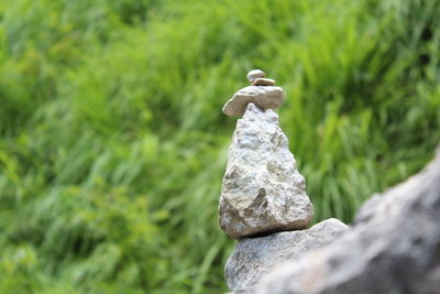 Bird perching on rock