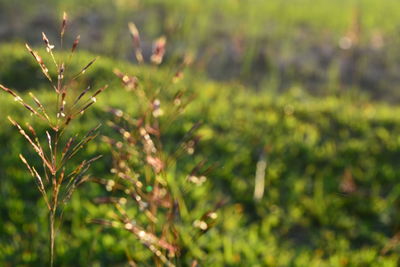 Close-up of fresh green leaves on field