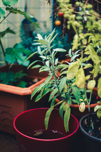 Close-up of potted plant